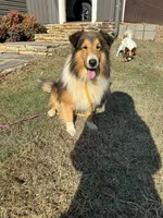 AKC Chance, a male Shetland Sheepdog for sale in Shirley, AR – 7 of 9