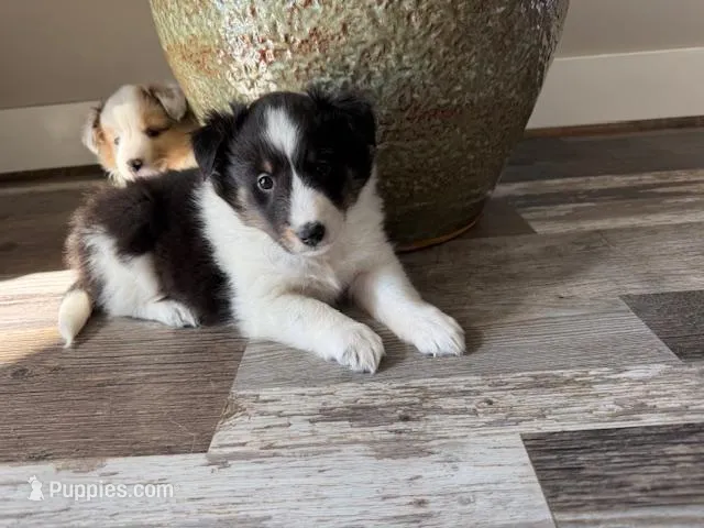 Tri sheltie female, a female Shetland Sheepdog for sale in Shirley, AR – Photo 1 of 4