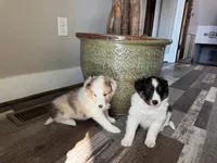 Tri sheltie female, a female Shetland Sheepdog for sale in Shirley, AR – Photo 2 of 4