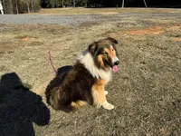 AKC Chance, a male Shetland Sheepdog for sale in Shirley, AR – 8 of 9