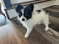 Tri Papillon, a male Papillon for sale in Shirley, AR – Photo 4 of 10