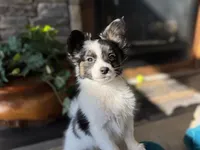 Tri Papillon, a male Papillon for sale in Shirley, AR – Photo 3 of 10