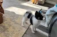 Tri Papillon, a male Papillon for sale in Shirley, AR – Photo 5 of 10