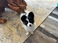 Tri Papillon, a male Papillon for sale in Shirley, AR – Photo 6 of 10