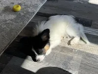 Tri Papillon, a male Papillon for sale in Shirley, AR – Photo 8 of 10