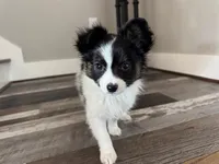 Tri Papillon, a male Papillon for sale in Shirley, AR – Photo 2 of 10