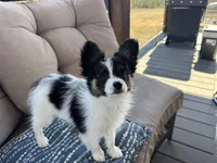 Tri Papillon, a male Papillon for sale in Shirley, AR – Photo 7 of 10