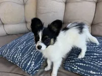 Tri Papillon, a male Papillon for sale in Shirley, AR – Photo 9 of 10