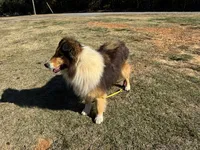 AKC Chance, a male Shetland Sheepdog for sale in Shirley, AR – 3 of 9