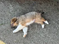 Sable Boy 2, a male Shetland Sheepdog for sale in Shirley, AR – Photo 6 of 9