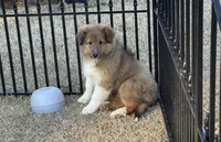 Sable Boy 2, a male Shetland Sheepdog for sale in Shirley, AR – Photo 2 of 9
