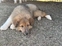 Sable Boy 2, a male Shetland Sheepdog for sale in Shirley, AR – Photo 3 of 9