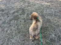 Sable Boy 2, a male Shetland Sheepdog for sale in Shirley, AR – Photo 9 of 9