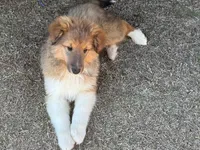 Sable Boy 2, a male Shetland Sheepdog for sale in Shirley, AR – Photo 1 of 9