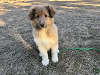 Sable Boy 2, a male Shetland Sheepdog for sale in Shirley, AR – Photo 8 of 9