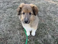 Sable Boy 2, a male Shetland Sheepdog for sale in Shirley, AR – Photo 5 of 9
