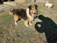 AKC Chance, a male Shetland Sheepdog for sale in Shirley, AR – 6 of 9