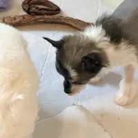 Shelly, a female Chinese Crested for sale in Natick, MA – Photo 6 of 6