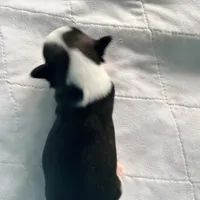 Shelly, a female Chinese Crested for sale in Natick, MA – Photo 2 of 6