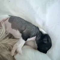 Shelly, a female Chinese Crested for sale in Natick, MA – Photo 3 of 6