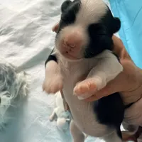 Shelly, a female Chinese Crested for sale in Natick, MA – Photo 4 of 6