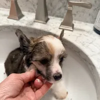 Shelly, a female Chinese Crested for sale in Natick, MA – Photo 1 of 6