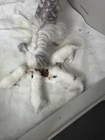 Milo, a male Chinese Crested for sale in Natick, MA – Photo 10 of 10