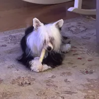 Milo, a male Chinese Crested for sale in Natick, MA – Photo 5 of 10