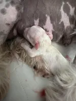 Milo, a male Chinese Crested for sale in Natick, MA – Photo 2 of 10