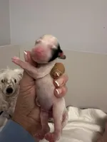 Milo, a male Chinese Crested for sale in Natick, MA – Photo 9 of 10