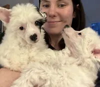 Milo, a male Chinese Crested for sale in Natick, MA – Photo 3 of 10