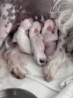 Milo, a male Chinese Crested for sale in Natick, MA – Photo 1 of 10