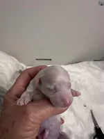 Milo, a male Chinese Crested for sale in Natick, MA – Photo 8 of 10