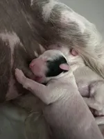 Milo, a male Chinese Crested for sale in Natick, MA – Photo 7 of 10