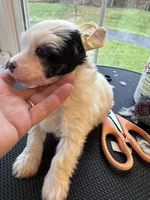 Milo, a male Chinese Crested for sale in Natick, MA – Photo 4 of 10