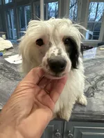 Milo, a male Chinese Crested for sale in Natick, MA – Photo 6 of 10