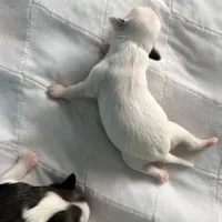 Casper, a female Chinese Crested for sale in Natick, MA – Photo 4 of 7