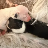 Casper, a female Chinese Crested for sale in Natick, MA – Photo 3 of 7