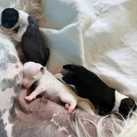 Casper, a female Chinese Crested for sale in Natick, MA – Photo 5 of 7