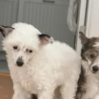 Casper, a female Chinese Crested for sale in Natick, MA – Photo 7 of 7