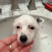 Casper, a female Chinese Crested for sale in Natick, MA – Photo 6 of 7