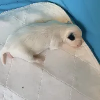 Casper, a female Chinese Crested for sale in Natick, MA – Photo 2 of 7