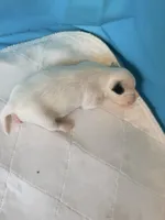 processed/fc7dbbb2-d697-4432-94a4-330ae3bcb60e/listing/ba3b0721-b48a-4e90-93b5-221385a80111/fc6b8dc0-f0c4-4913-bd2a-a2bba5be51db