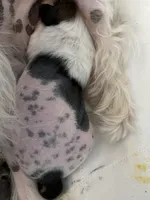 Finley, a male Chinese Crested for sale in Natick, MA – Photo 1 of 2