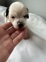 Finley, a male Chinese Crested for sale in Natick, MA – Photo 2 of 2