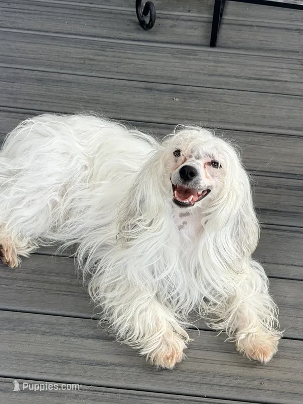 Priscilla – Chinese Crested puppy for sale in Natick, MA