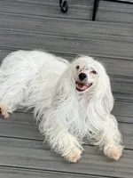 Priscilla, a female Chinese Crested for sale in Natick, MA – 1 of 1