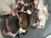 You name, a male Chinese Crested for sale in Natick, MA – Photo 1 of 5