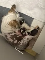 You name, a male Chinese Crested for sale in Natick, MA – Photo 5 of 5