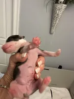 You name, a male Chinese Crested for sale in Natick, MA – Photo 4 of 5